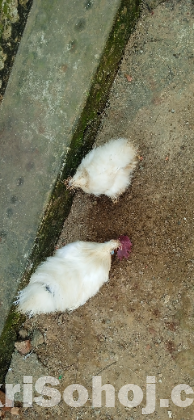 Silky / সিল্কি মুরগি